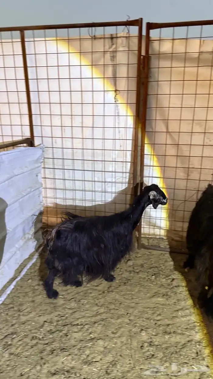 معزا ولد ( تم البيع ) 2