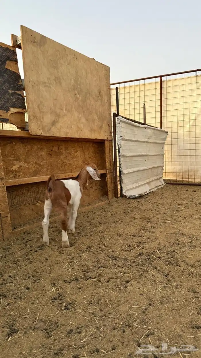 معزا ولد ( تم البيع ) 7