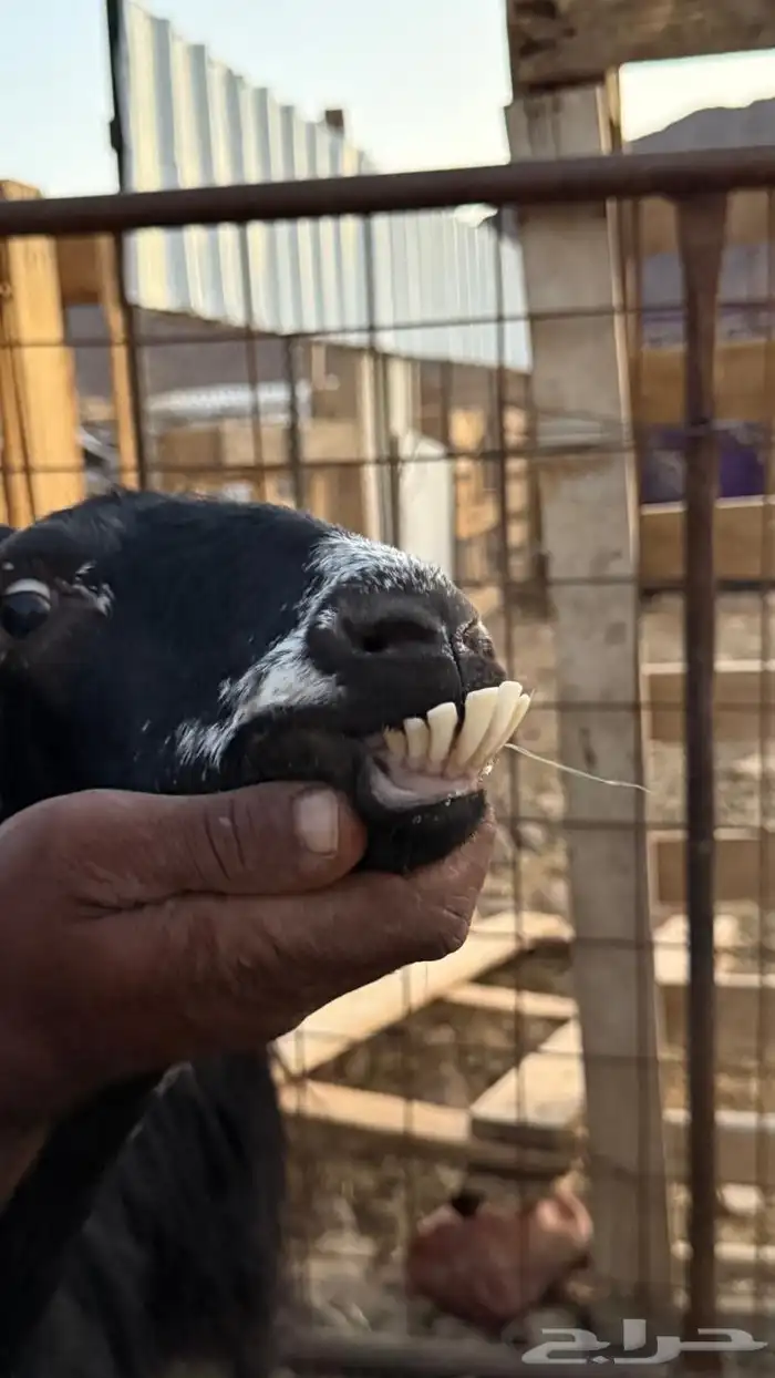 معزا ولد ( تم البيع ) 3