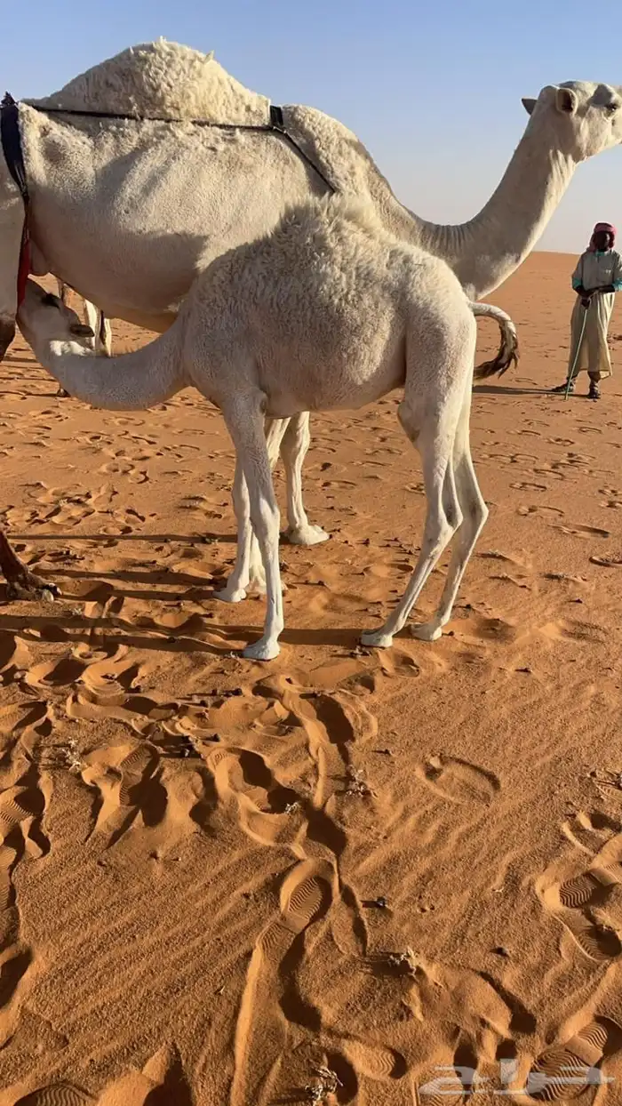 قعود للبيع 0
