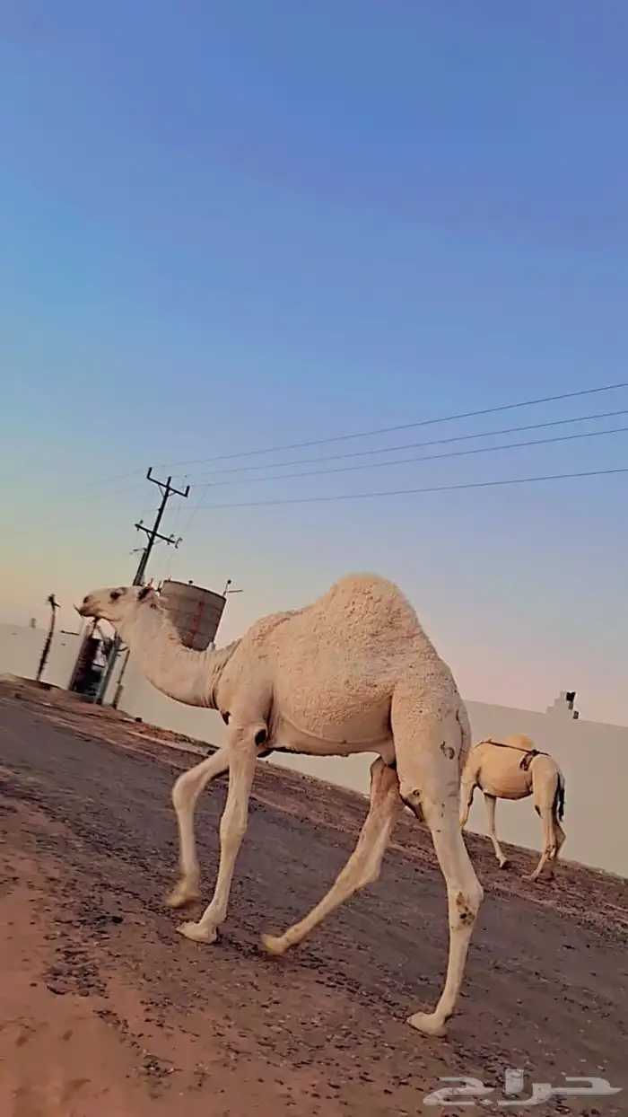 حاشي 2