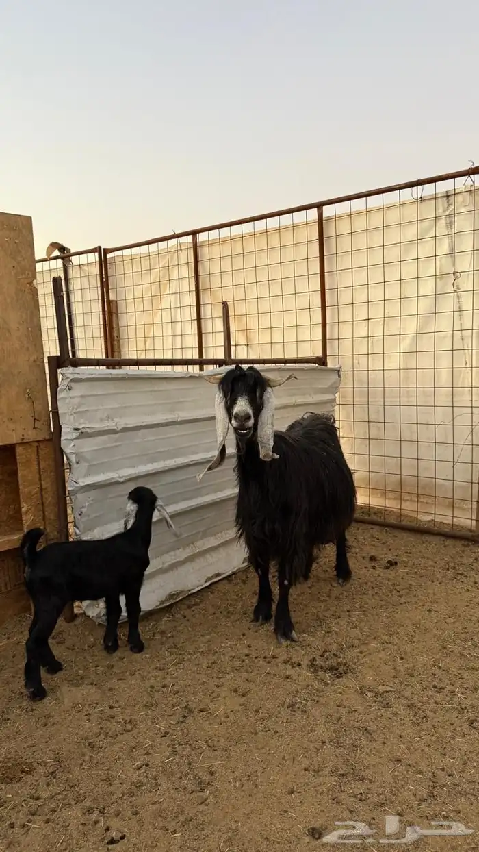 معزا ولد ( تم البيع ) 13