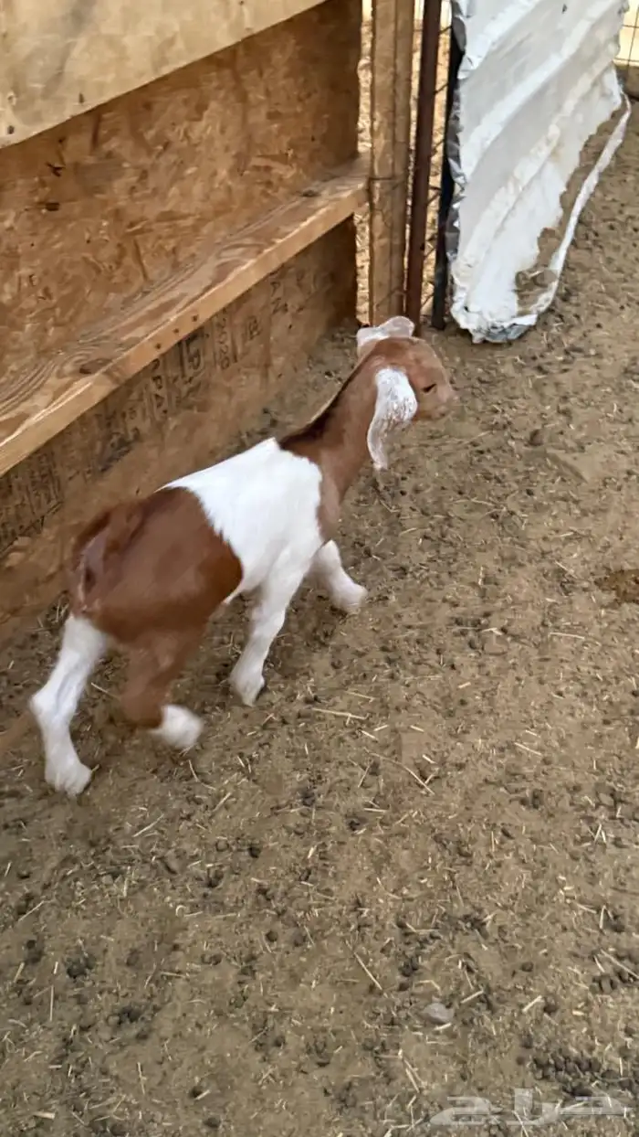 معزا ولد ( تم البيع ) 4