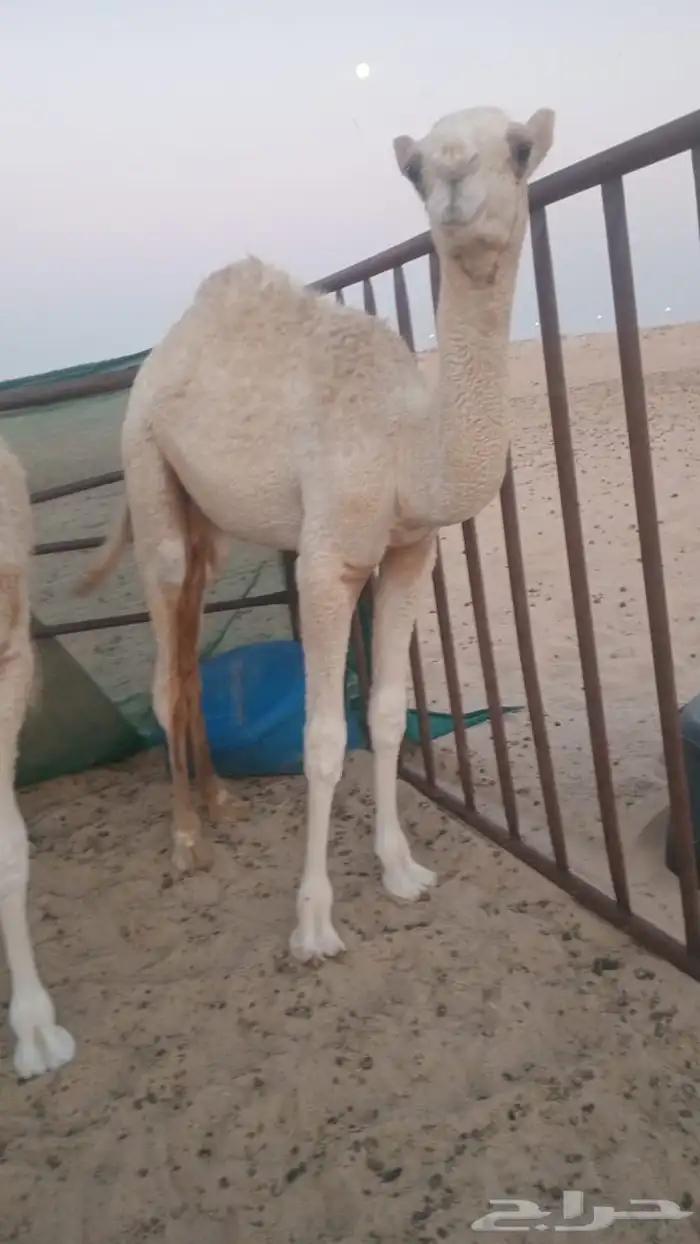 قعود 0