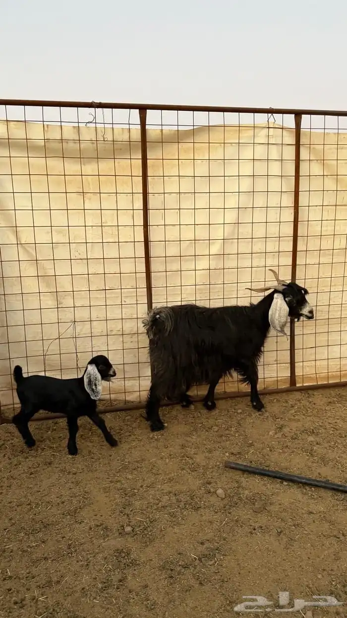 معزا ولد ( تم البيع ) 11