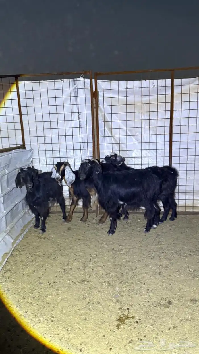 معزا دفيع للقناي 2