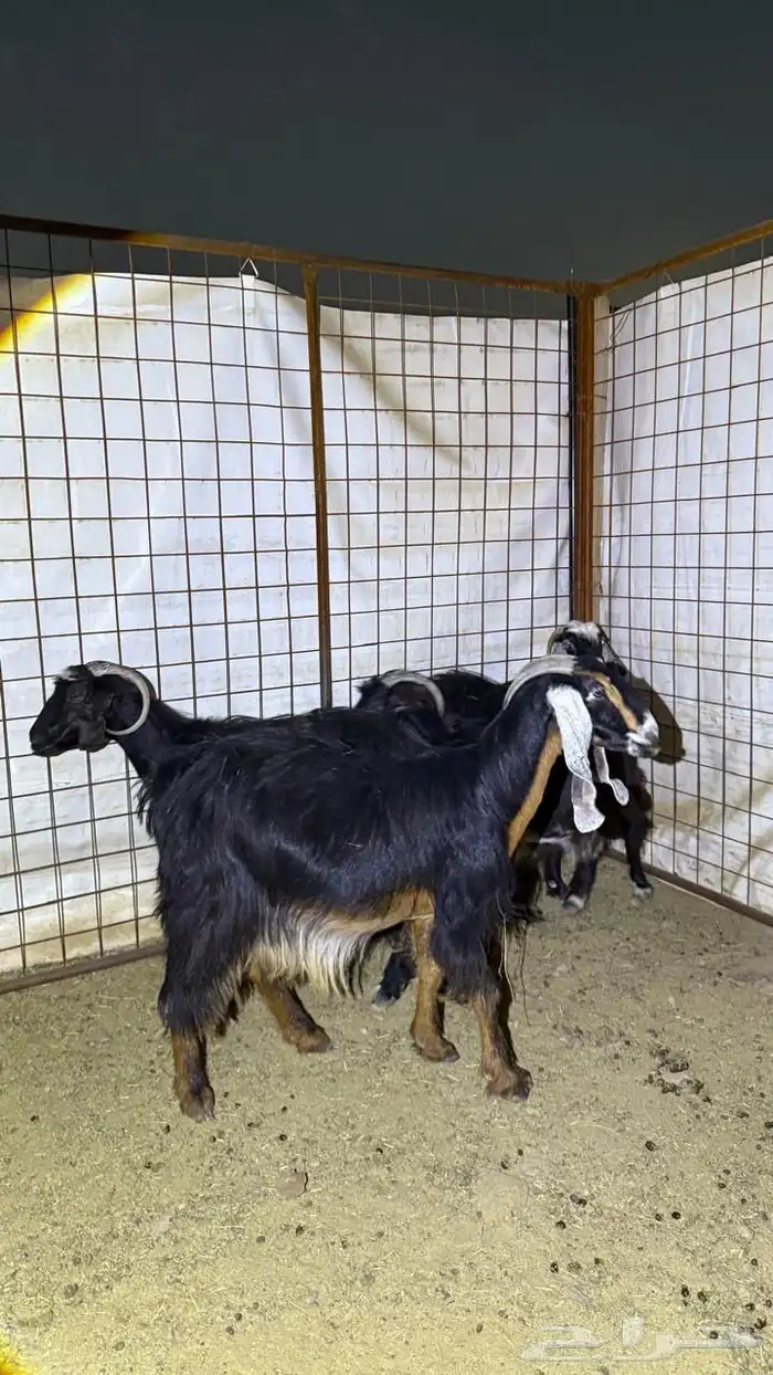 معزا دفيع للقناي 4