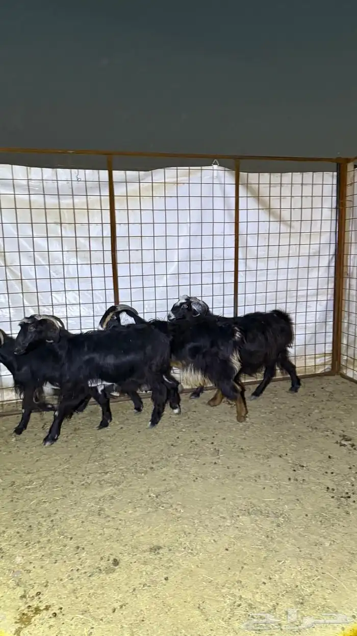 معزا دفيع للقناي 1