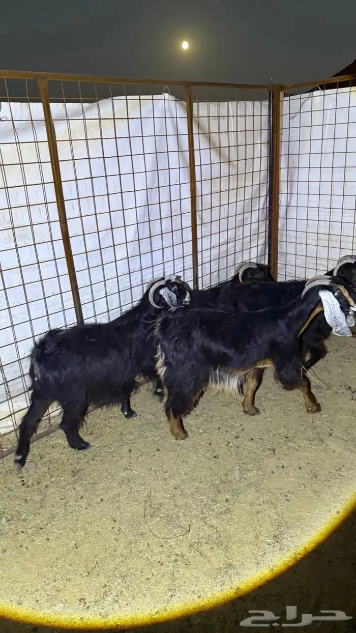 معزا دفيع للقناي 8