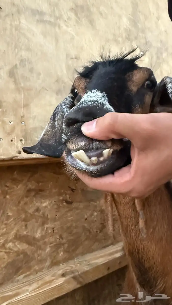 معزا ولد ( تم البيع ) 21