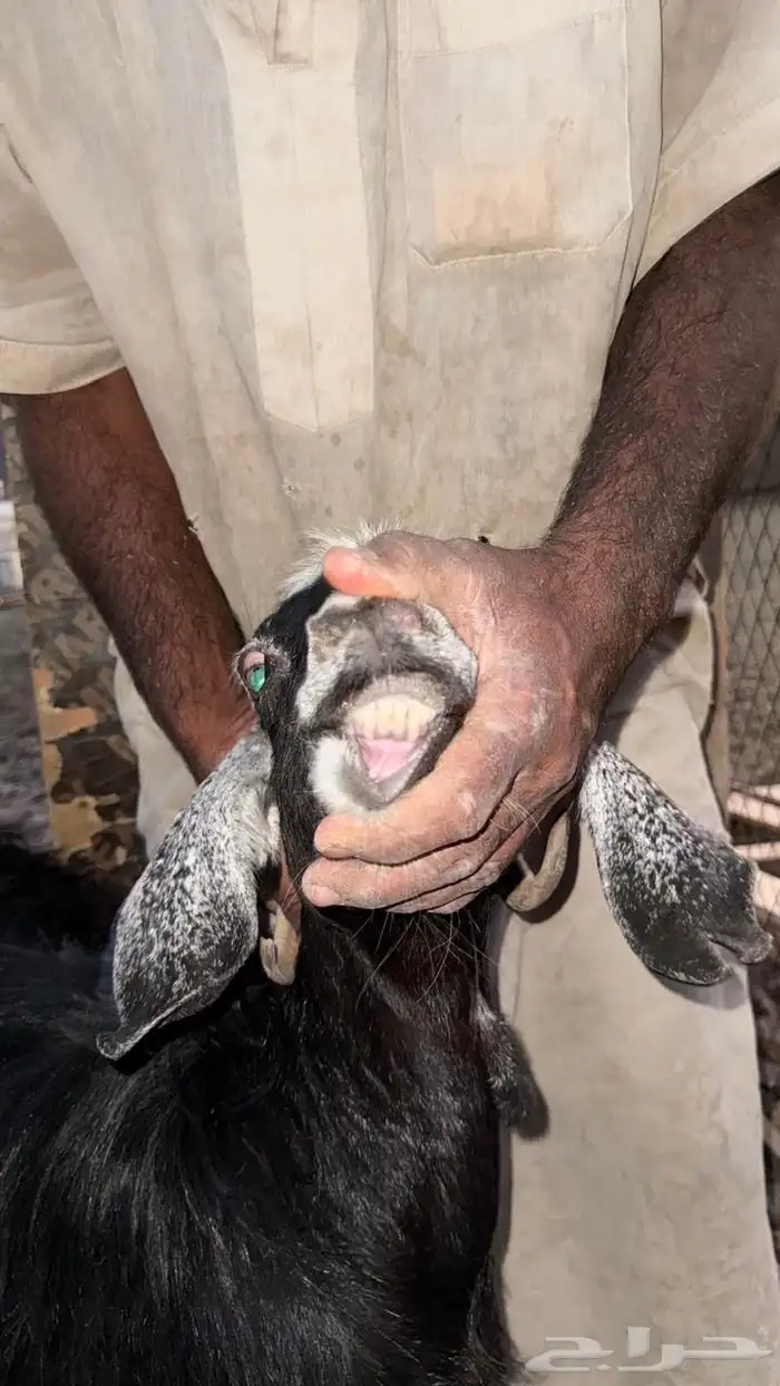 معزا دفيع للقناي 17