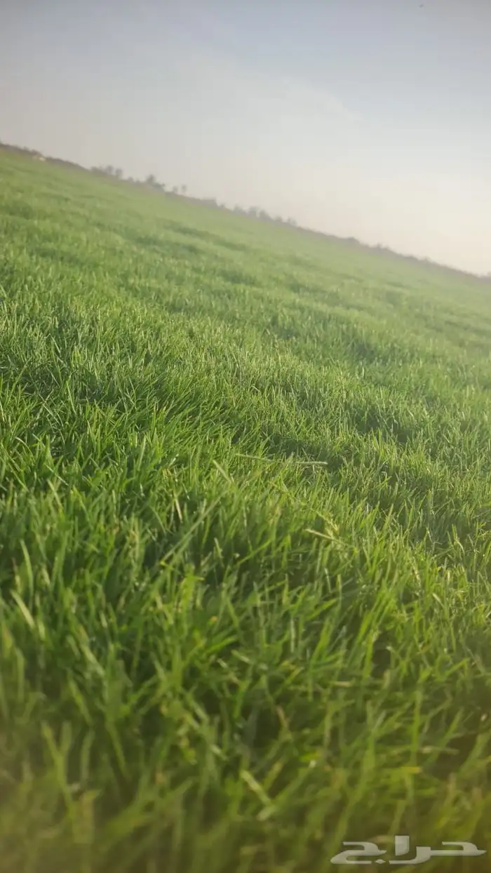 ثيل الخرج سي الفين درجه اولى 9