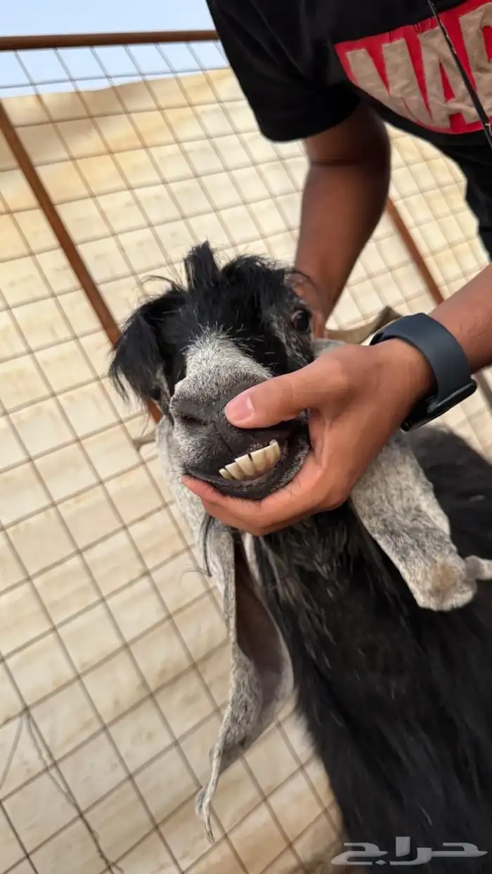 معزا ولد ( تم البيع ) 15