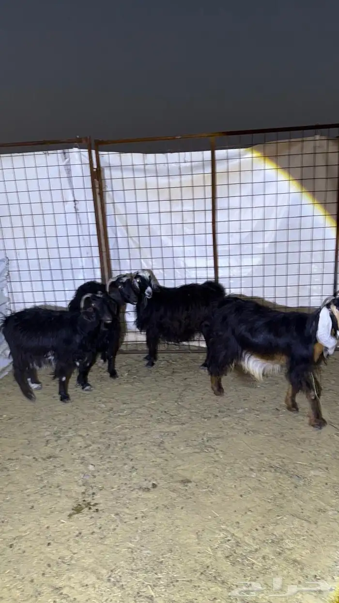 معزا دفيع للقناي 12