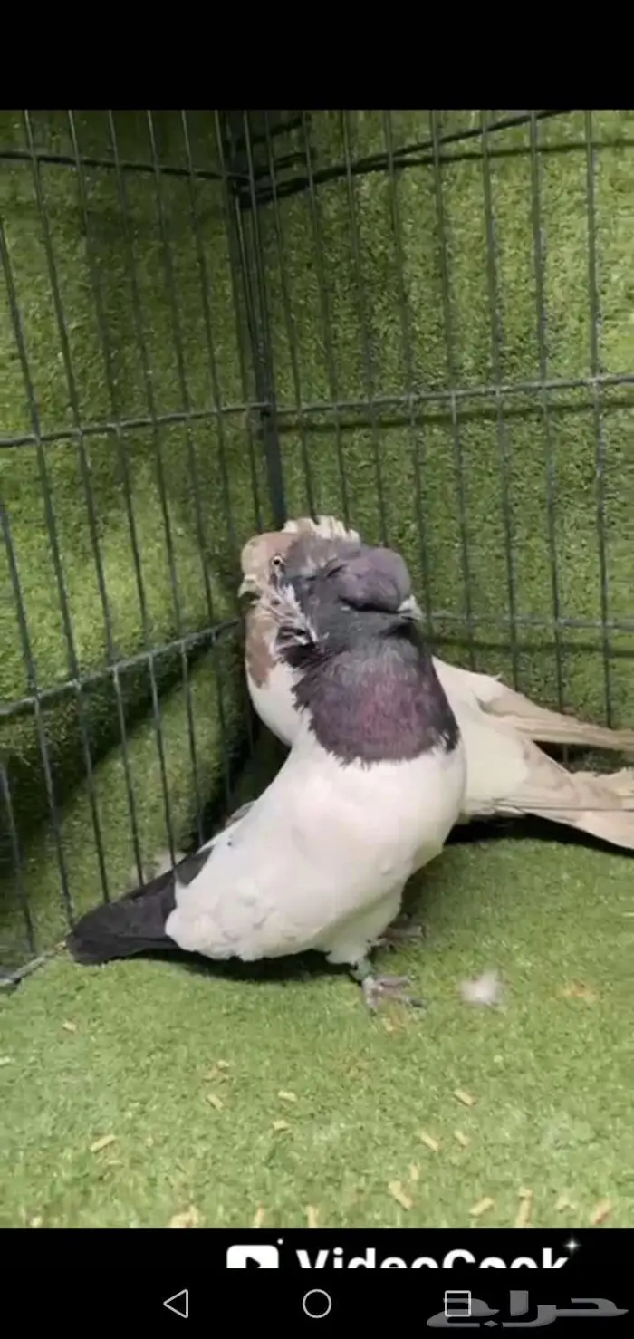 جوز ارباش اروبي 0