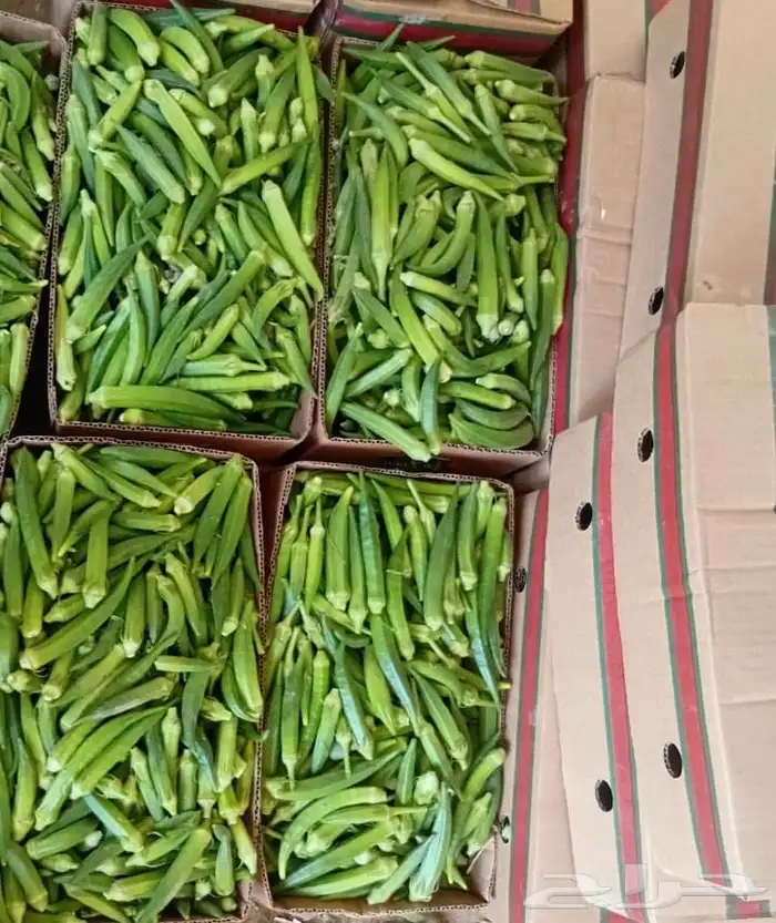 باميه جازان 1