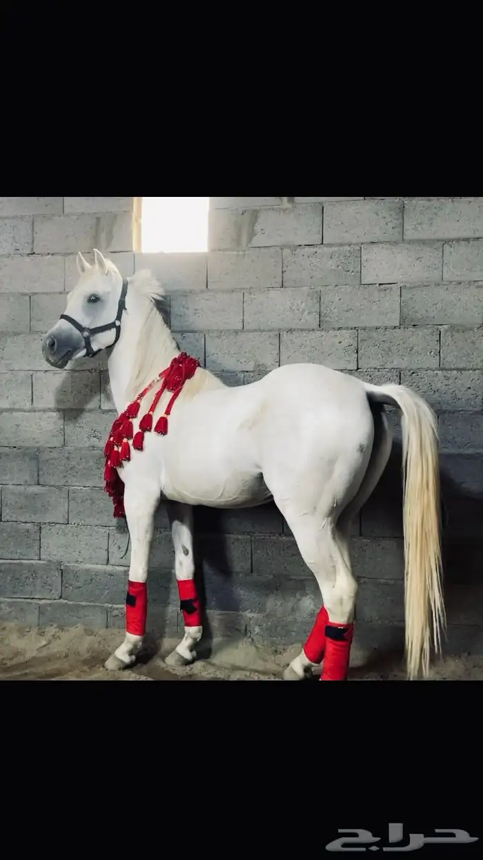 خيل 1