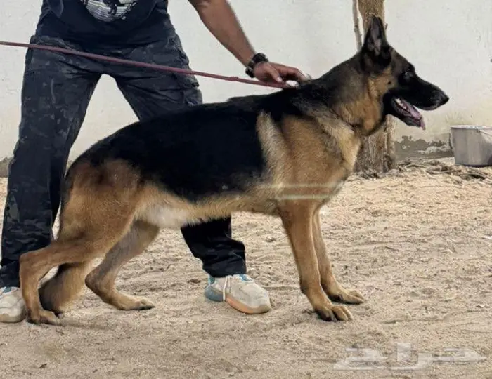 جيرمن شيبرد شولاين منتج 0