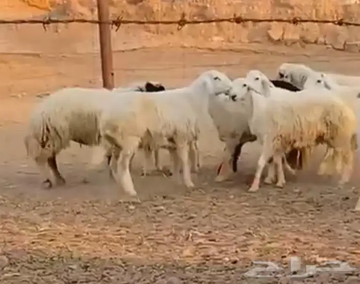 بهم طيب. عماره. على. 8 شهور. وطيب. الموقع تمير 0