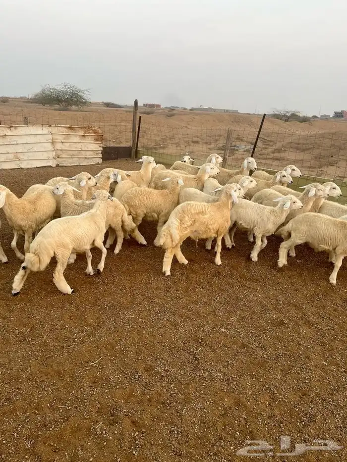 تبي ذبيحه ولا تقدر تروح السوق 2