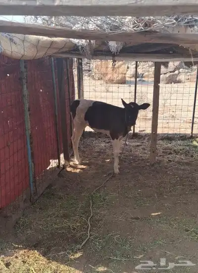 بقر جرسي index