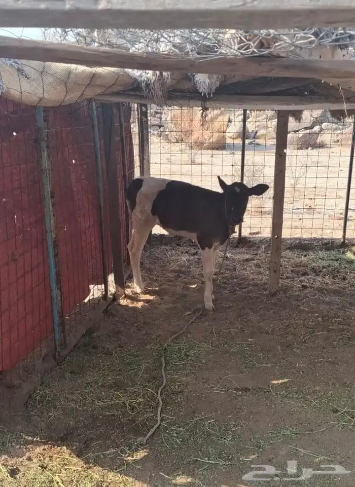 بقر جرسي 4