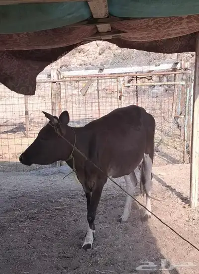 بقر جرسي index