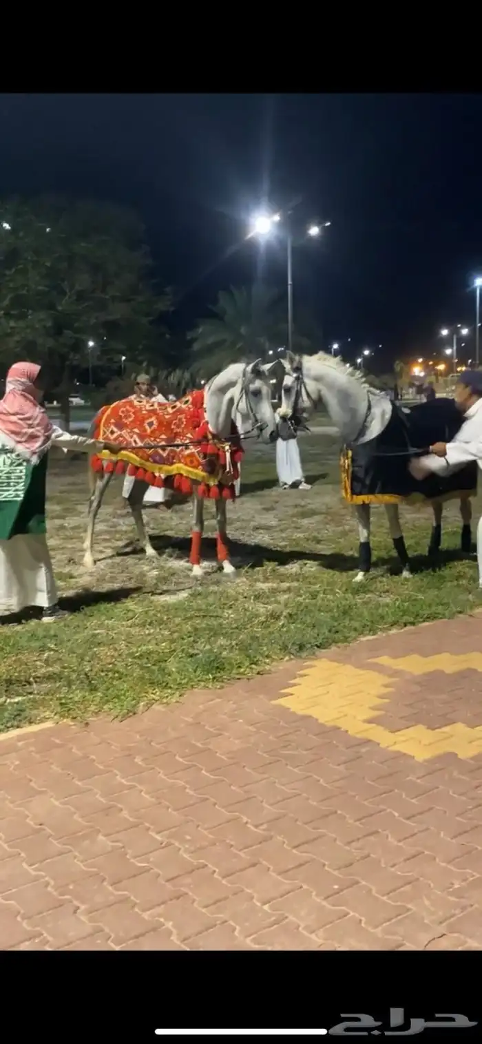 خيل للبيع 1