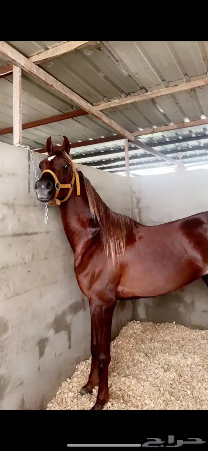 خيل 6