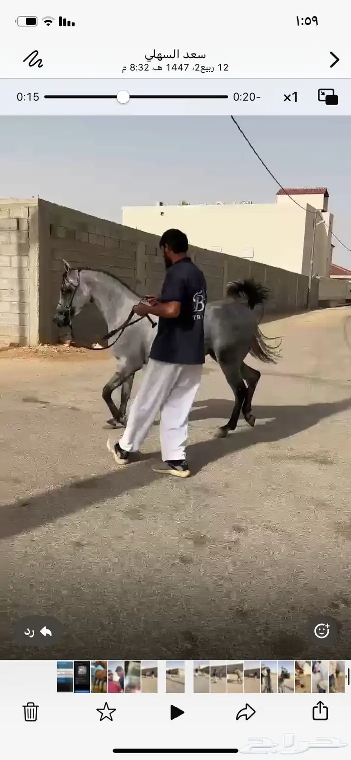 للبيع مهره شعبيه قطعه وشعره شوال مشاء الله 2