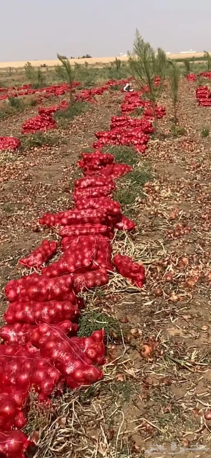 بصل بذره يمني فاخر 10