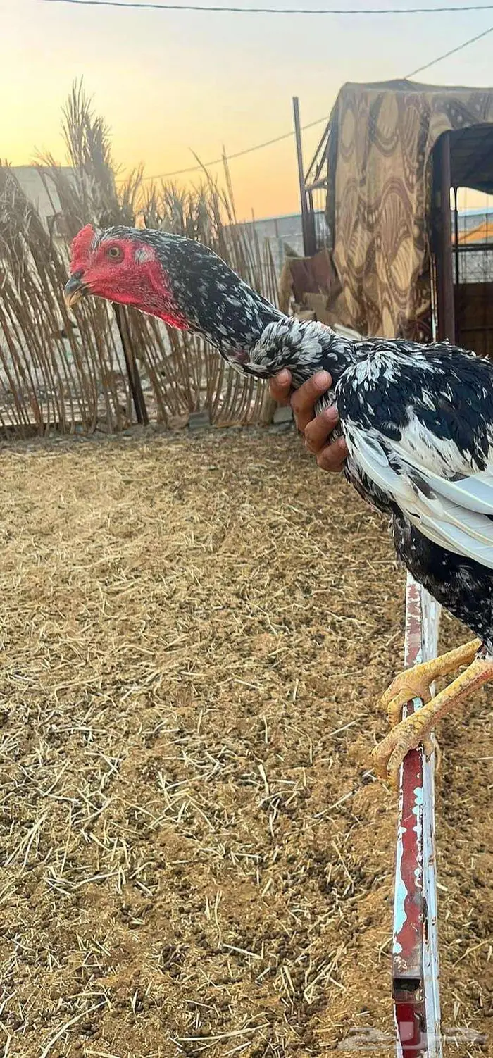 ديك سندي 1