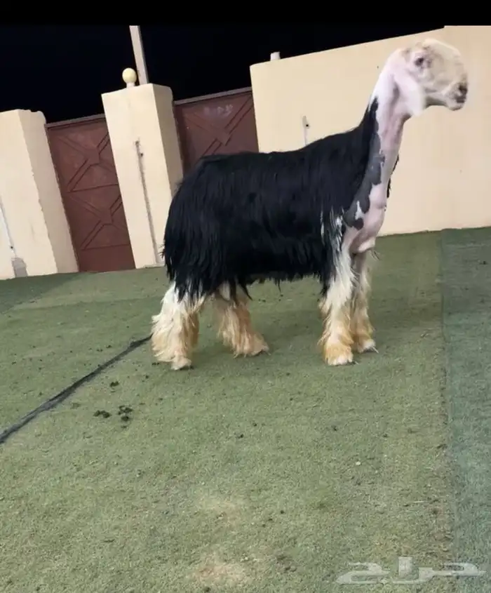 فحل نجدي مشروط 0