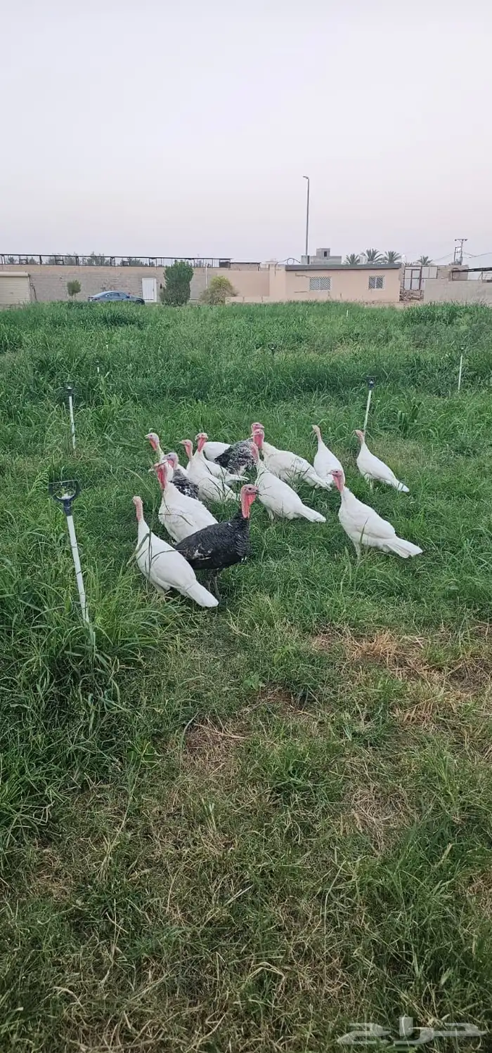 للبيع رومي العدد 14 0