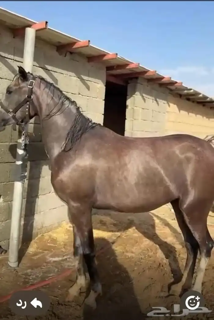 مهره من فواخر الشعبيات 0