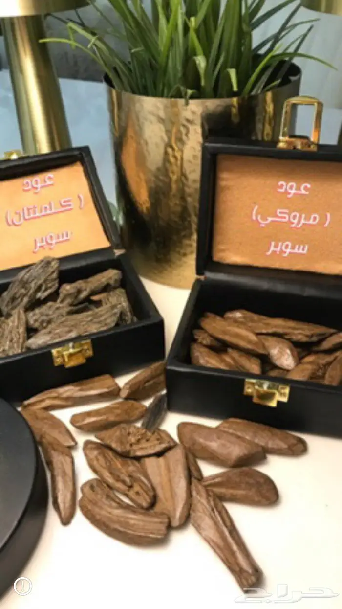 عود طبيعي ومحسن بجودة عالية وثبات ممتاز 5