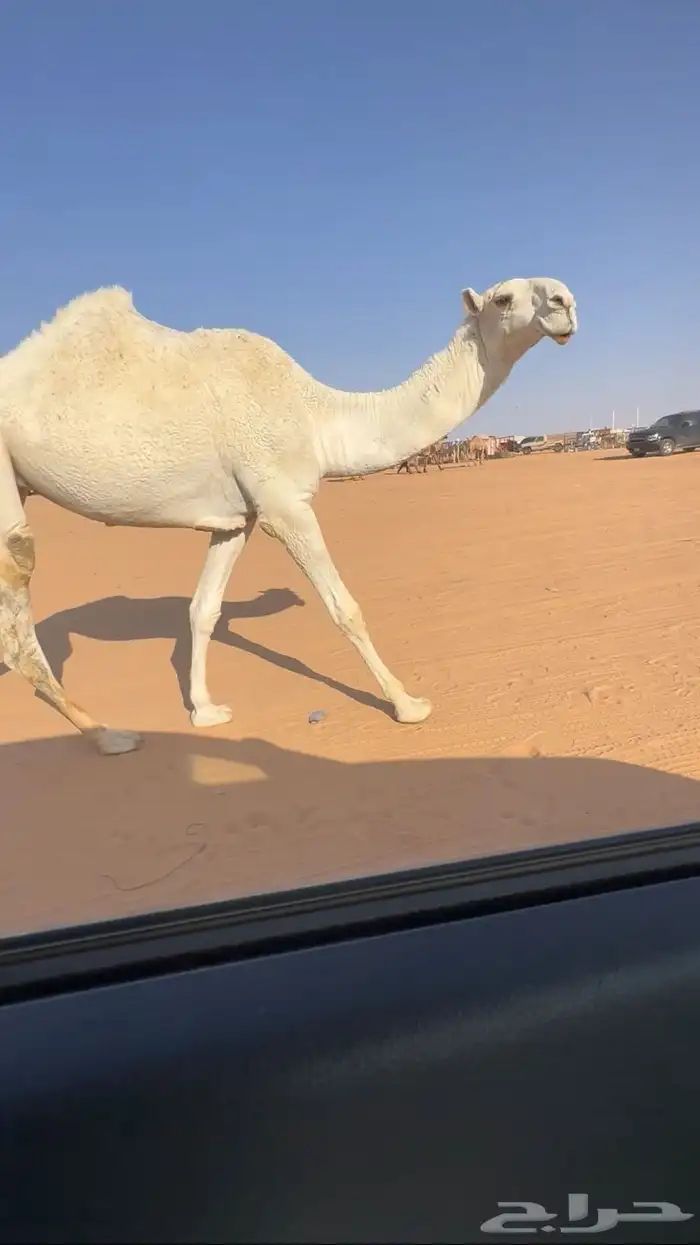 بكره وضحى حيسونيه 0
