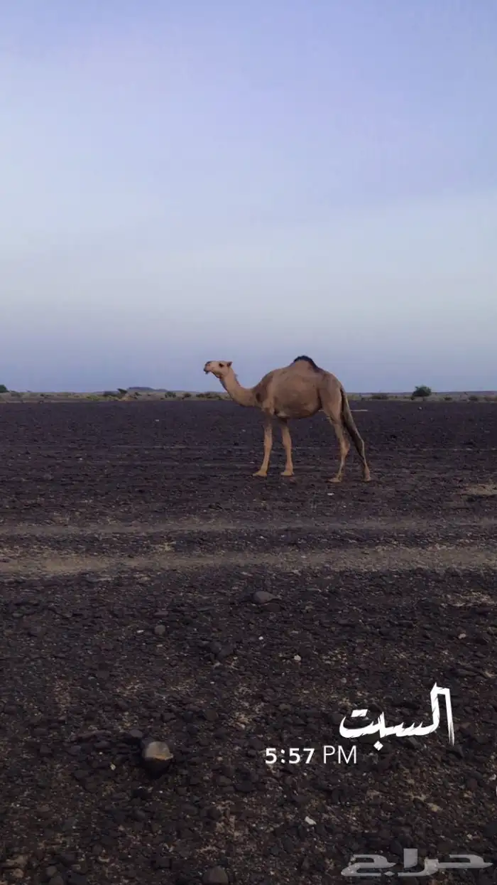 بكره حمرا 2