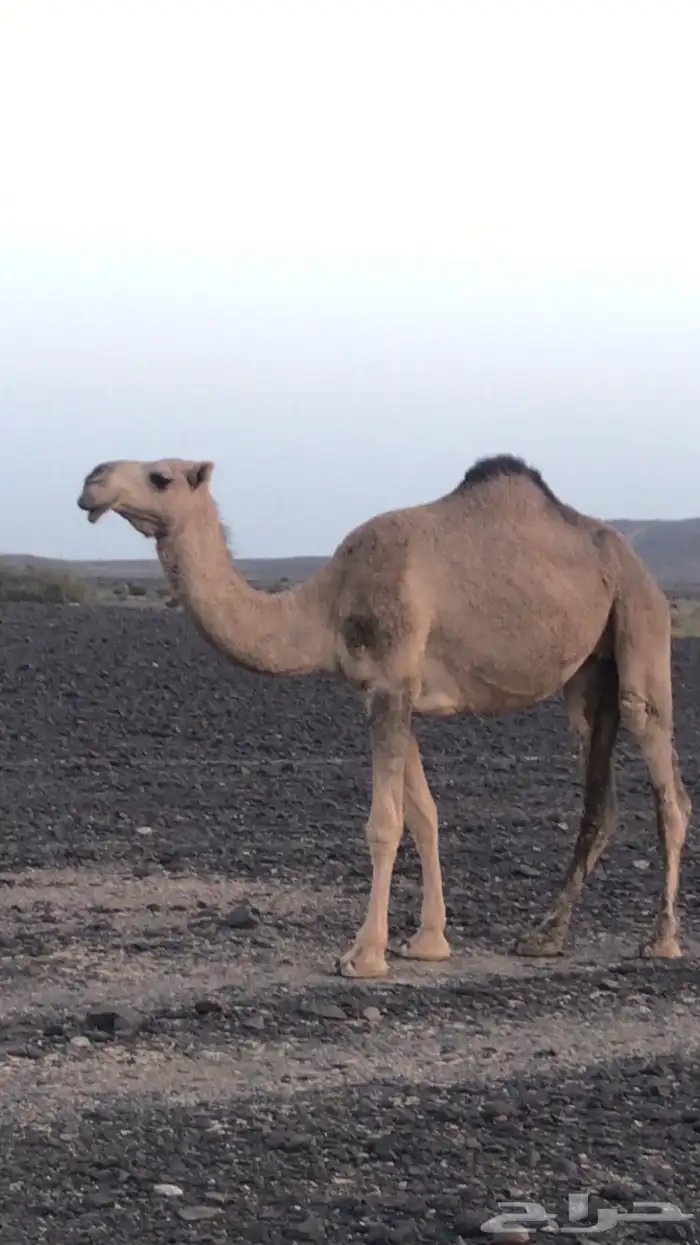 بكره حمرا 1
