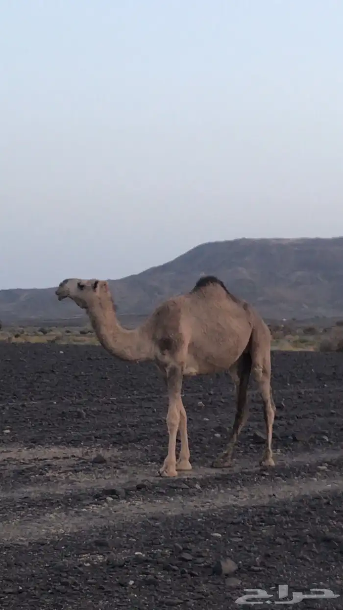 بكره حمرا 0
