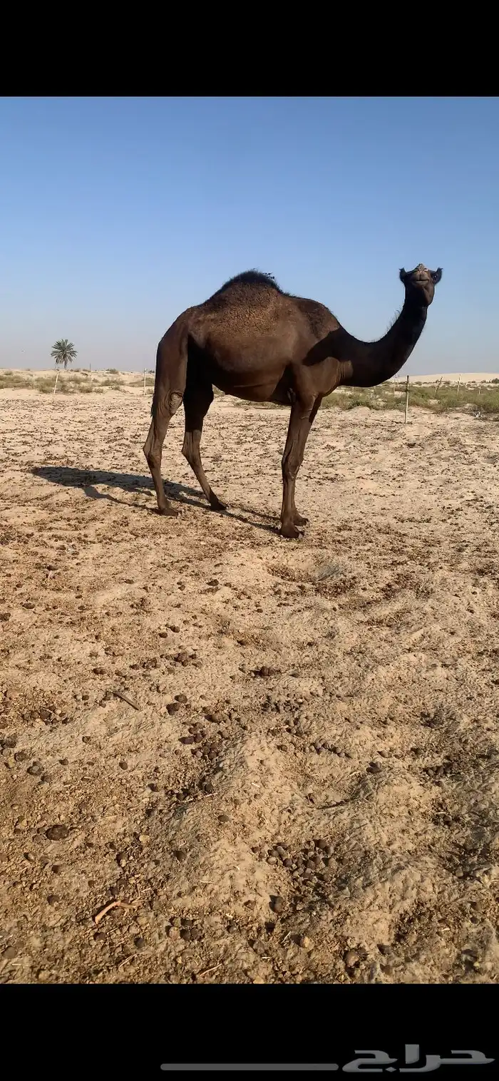 مجهم ضروبه 0