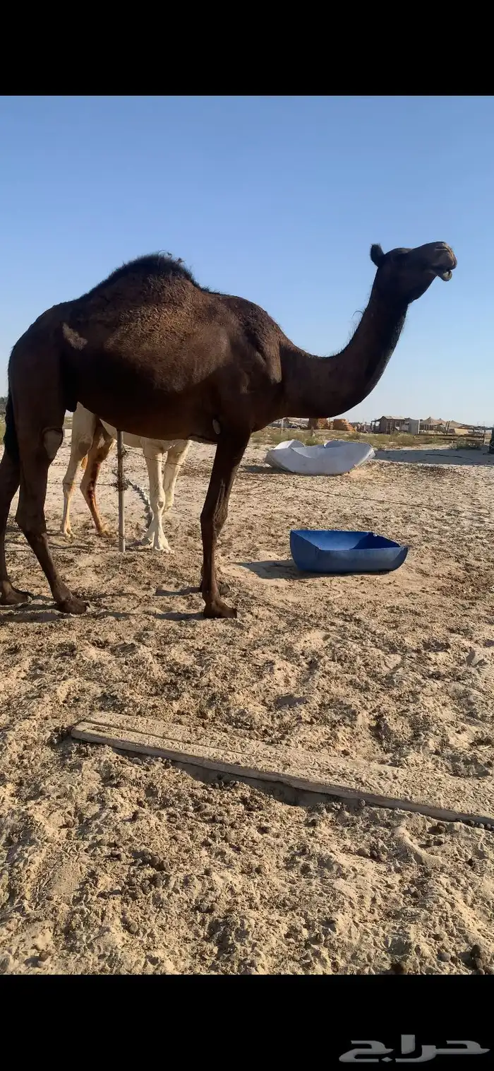 مجهم ضروبه 2