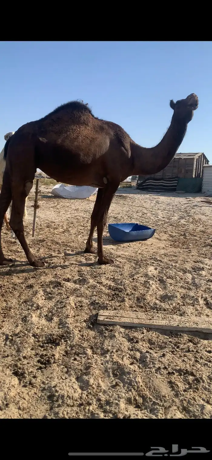 مجهم ضروبه 1