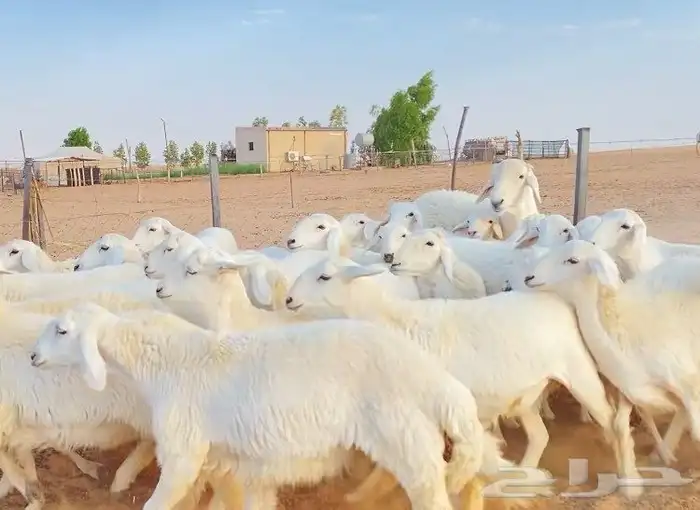 غنم رخال صنف دفيع 3