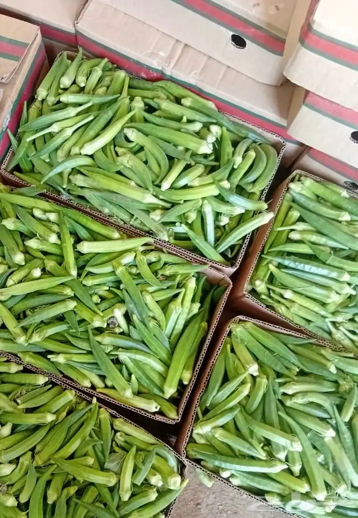 باميه جازان 0