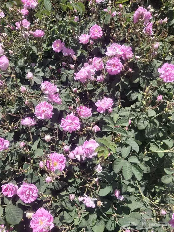 دهن ورد طائفي نخب أول 7