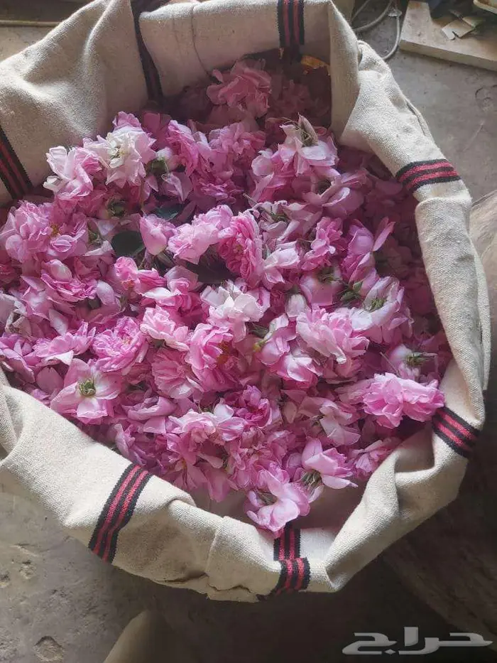 دهن ورد طائفي نخب أول 9