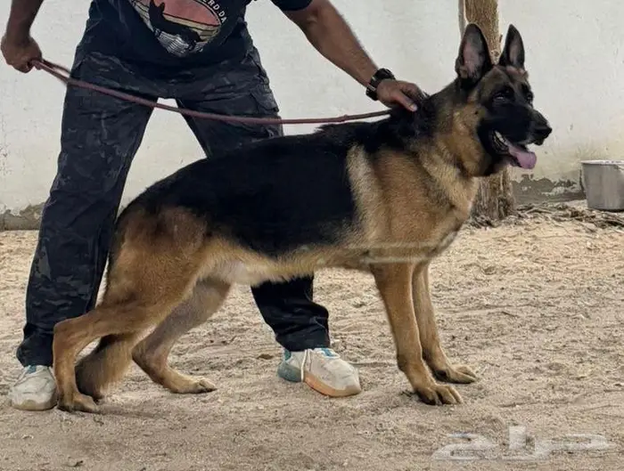 جيرمن شيبرد شولاين منتج 1