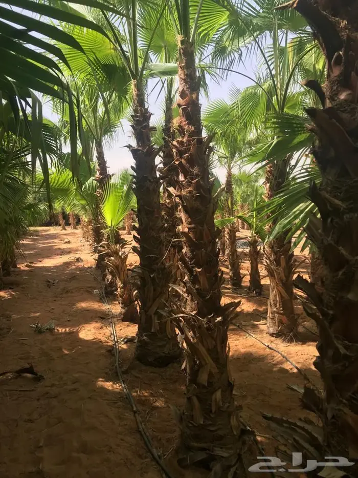 نخل واشنطني زينة 5