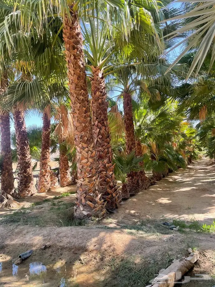 نخل واشنطني زينة 2